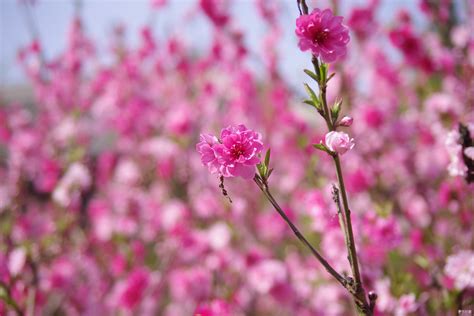 招桃花壁纸|招桃花花壁纸图片